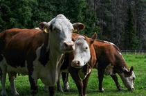 Новые мощности в животноводстве 2025 г