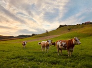 Производство кормовой продукции в России 2025