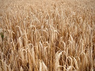 Сбор урожая зерновых в России составил 151 млн. тонн 