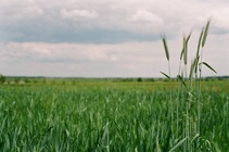 «Русагро» увеличит мощности сахарных заводов в Тамбовской области