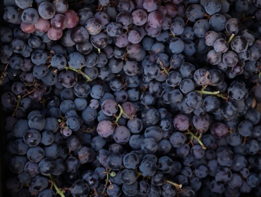 Испания и Италия - лидеры в импорте виноградного масла в Россию