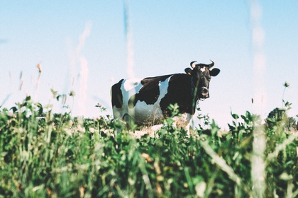 «Мираторг» запускает три новые фермы крупного рогатого скота в Брянской области
