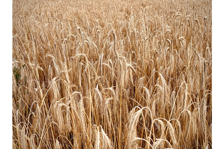 Сбор зерна в России на 2 августа 2022 года составил 51 млн. тонн
