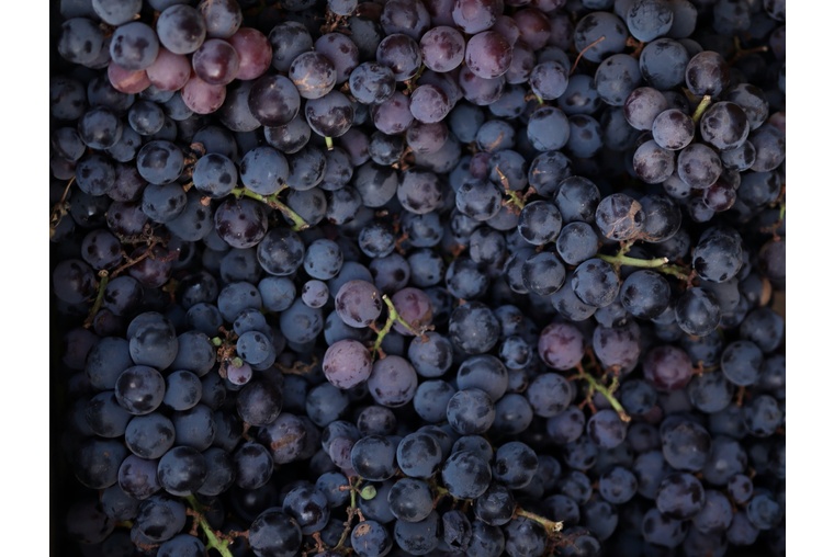 Испания и Италия - лидеры в импорте виноградного масла в Россию