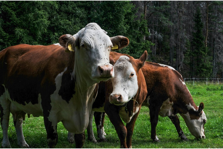 Новые мощности в животноводстве 2025 г